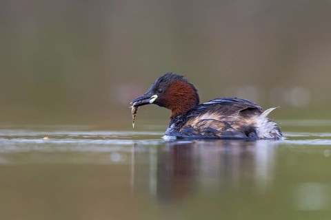 Little Grebe (Tachybaptus ruficollis) with fish prey in its beak, North Rhine-Westphalia, Germany
