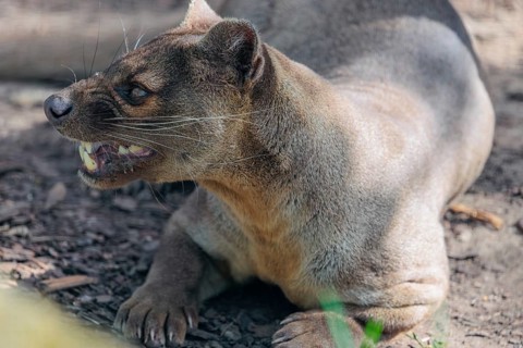 A fossa (Cryptoprocta ferox) rests on the forest floor of a dry forest. Forest habitats in