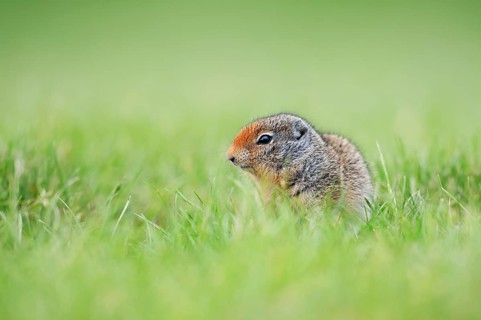 Columbia ground squirrel (Urocitellus columbianus, Spermophilus columbianus), juvenile, Waterton