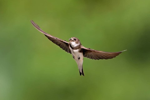 Sand martin (Riparia riparia), in flight with food in its beak, Reussegg nature reserve, Canton