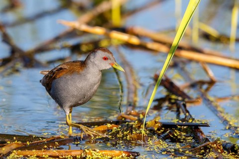 Little Crake (Porzana parva) male foraging, Lesvos, Greece