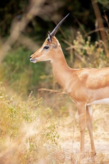 Impala (Aepyceros), Akagera National Park or Kagera National Park, Eastern Province, Rwanda