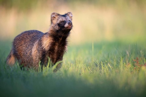 Raccoon dog (Nyctereutes procyonoides) looking curiously at a forest clearing, portrait, Podlaskie