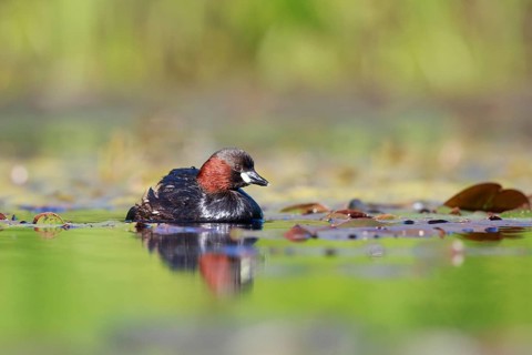 Little Grebe (Tachybaptus ruficollis), North Rhine-Westphalia, Germany