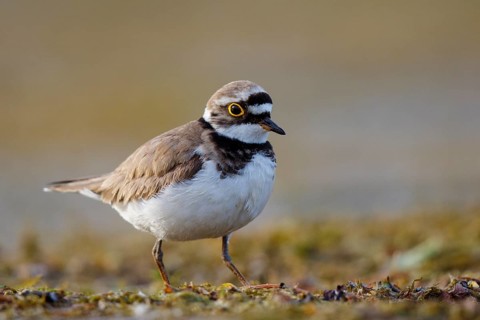 Little Ringed Plover (Charadrius dubius), North Rhine-Westphalia, Germany