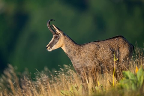 Chamois (Rupicapra rupicapra) on a meadow in the Vosges Mountains, wildlife, France