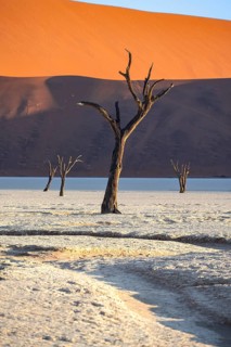 Dead camel thorn trees (Vachellia erioloba), red sand dunes, white salt pan, Dead Vlei, Sossusvlei,