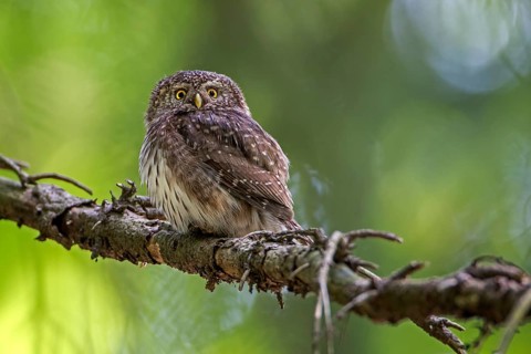 Eurasian Pygmy Owl (Glaucidium passerinum), Saxony, Germany