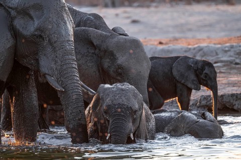 Herd of elephants, African elephant (Loxodonta africana) with young at the waterhole, sunset,