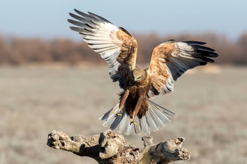 Western Marsh Harrier (Circus aeruginosus) male approaching a stump, Castile-La Mancha, Spain