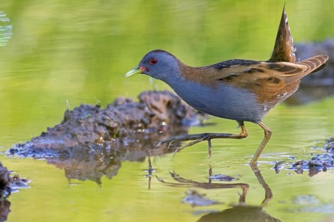 Little Crake, Little Crake, Small Crake, (Porzana parva), biotope, habitat, foraging, family of