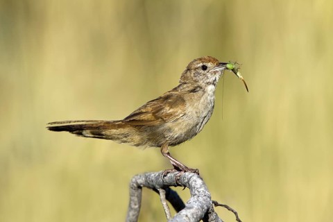 Spinifexbird (Megalurus carteri) with insect prey, Western Australia, Australia