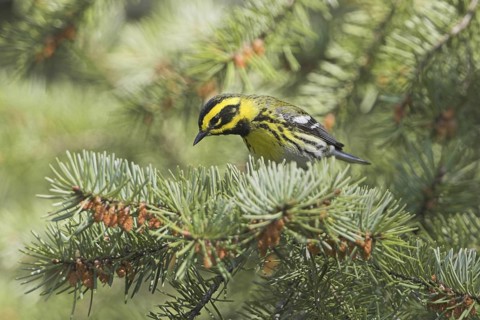 Townsend's Warbler (Setophaga townsendi), British Columbia, Canada