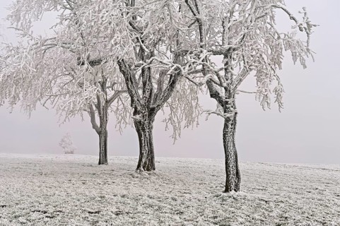 Row of trees with hoarfrost, Lindenberg, Freiamt, Canton of Aargau, Switzerland