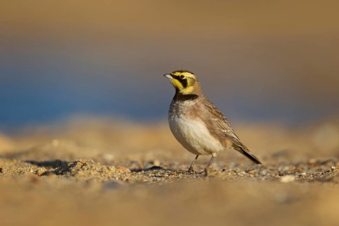 Shore lark or Horned lark (Eremophila alpestris) adult bird on a beach, Suffolk, England, United