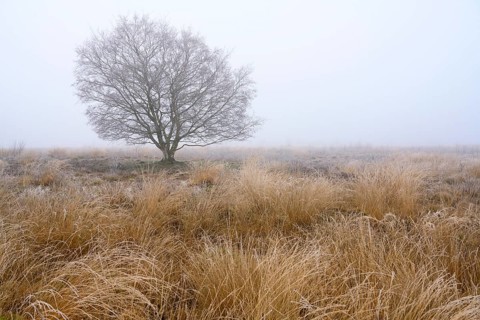 Birches in winter Rehdener Geestmoor in fog, Diepholzer Moorniederung, Rehden, Lower Saxony,