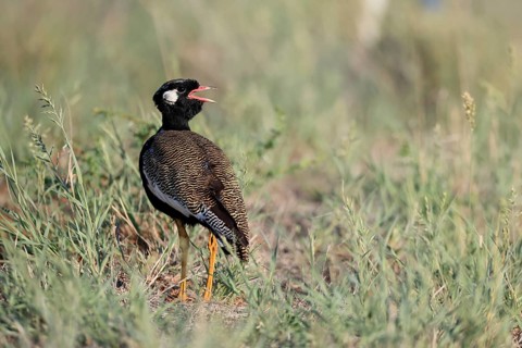 White-winged Bustard (Afrotis afraoides), adult, male, calling, courtship display, Mokala National