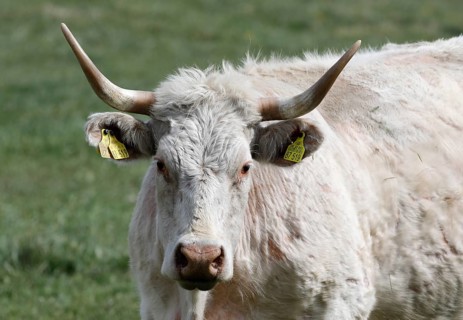 Free-range calves, cattle and cows from the Jahnsfeld organic farm in Brandenburg, they graze the