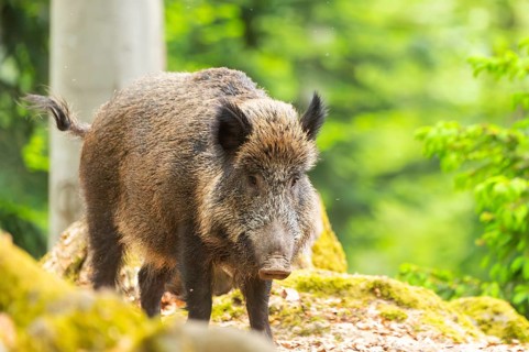 Wild boar (Sus scrofa) standing in a forest, Bavaria, Germany