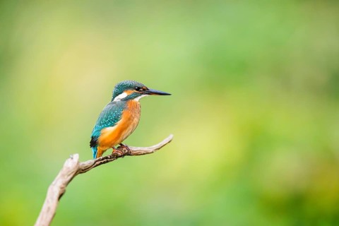Common kingfisher (Alcedo atthis) sitting on an old wooden branch in late summer, wildife, Bavaria,