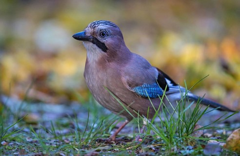 Eurasian Jay (Garrulus glandarius) perched on the ground, Bavaria, Germany