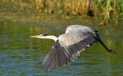 Grey heron (Ardea cinerea) flying over a lake, Lower Saxony, Germany
