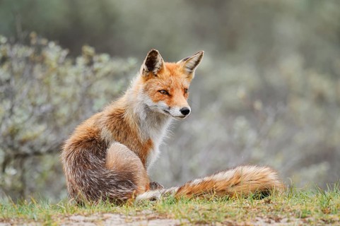 Red fox (Vulpes vulpes), North Holland, Netherlands