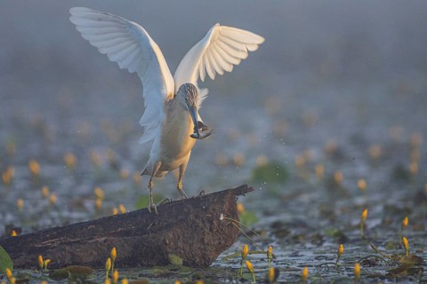 Squacco Heron (Ardeola ralloides) in the fog Hungary