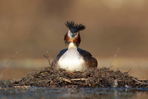 Great Crested Grebe (Podiceps cristatus) on nest, North Rhine-Westphalia, Germany