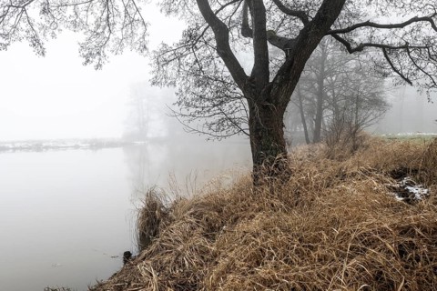 Pond landscape with black alder (Alnus glutinosa) in the fog, Emsland, Lower Saxony, Germany