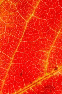 Structure of an autumn-colored leaf, foliage, tree, Vechta, Lower Saxony, Germany