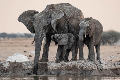 Animal family with baby elephant, African elephants (Loxodonta africana), drinking at the