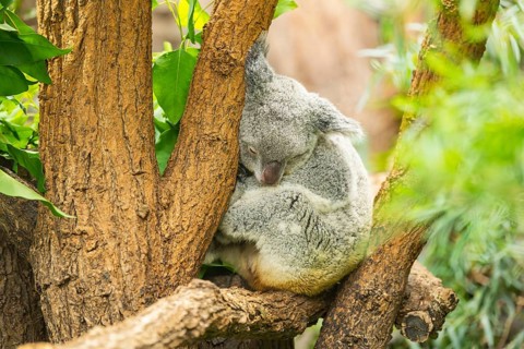 Koala (Phascolarctos cinereus) sitting on a tree, captive, distribution South Australia, Australia,