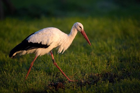 Weissstorch (Ciconia ciconia), White Stork, Altvogel bei der Nahrungssuche, Oktober, NSG Dingdener