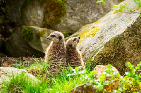 Meerkat (Suricata suricatta) standing between rocks looking around, curious, Germany