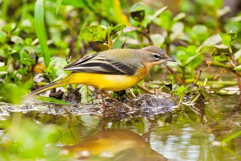 Grey Wagtail (Motacilla cinerea) hunting at a little lake in a swamp, wildlife, Germany
