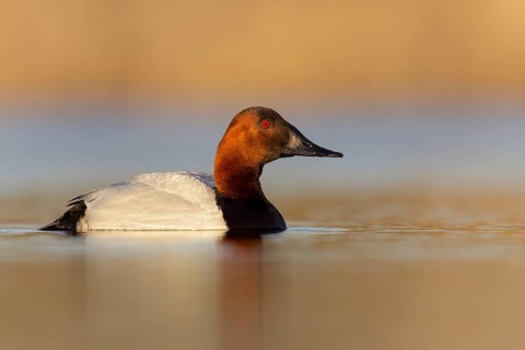 Canvasback (Aythya valisineria) swimming in a pond in Manitoba, Canada