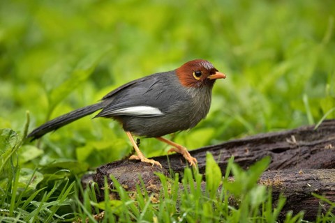 Chestnut-hooded Laughingthrush (Garrulax treacheri) perched on a log, Sabah, Malaysia