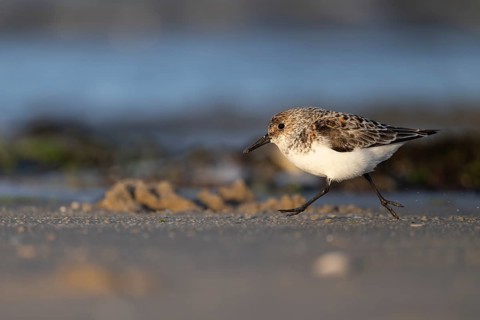 Avocet (Recurvirostra avosetta), Texel, Netherlands