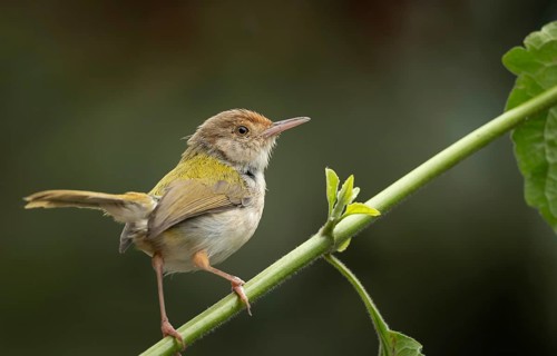 Common Tailorbird (Orthotomus sutorius) perched in a leafy tree, Sreepur, Gazipur, bangladesh