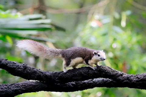 Finlayson's squirrel (Callosciurus finlaysonii), adult, on tree, foraging, Singapore, Southeast
