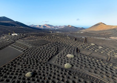 Typical drywall viticulture in volcanic landscape, on volcanic ash, lapilli, aerial view, vines, La
