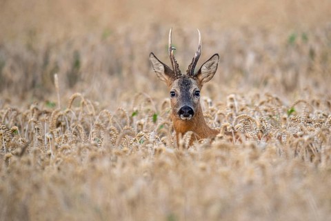 Roebuck (Capreolus capreolus) in wheat, Vechta, Lower Saxony, Germany