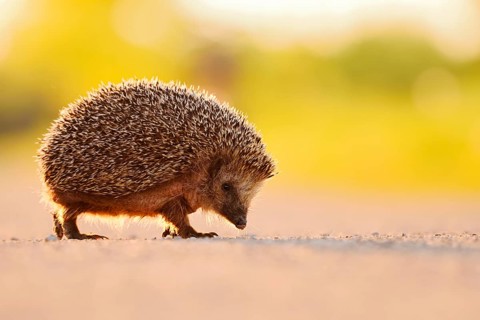 Brown-breasted hedgehog or Western European hedgehog (Erinaceus europaeus), North Rhine-Westphalia,