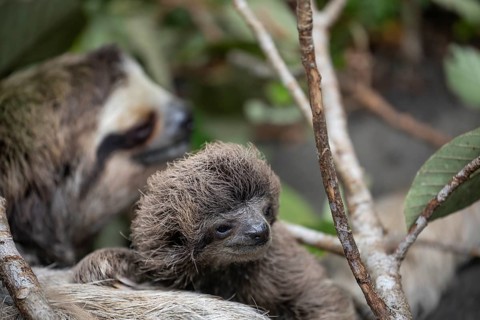 Close up of a cute baby three-toed sloth (Bradypus variegatus) resting on its mother's belly.