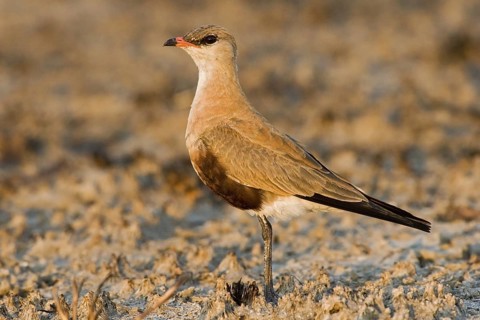 Australian Pratincole (Stiltia isabella), Western Australia, Australia