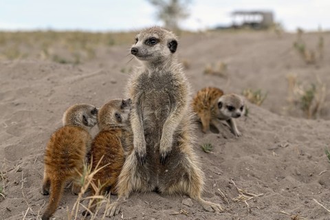 Meerkats or suricates (Suricata suricatta), mother with young, Makgadikgadi Salt Pans, Makgadikgadi