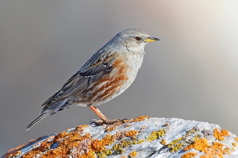 Alpine Accentor (Prunella collaris), Valais, Switzerland