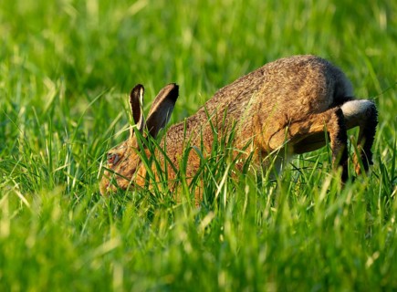 European hare (Lepus europaeus) running across a green meadow, wildlife, Lower Saxony, Germany