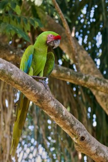 Great green macaw (Ara ambiguus) Costa Rica